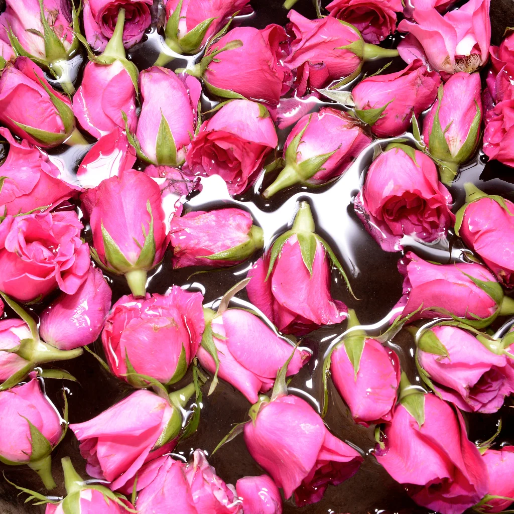 Rose-de-damas Rose de damas
