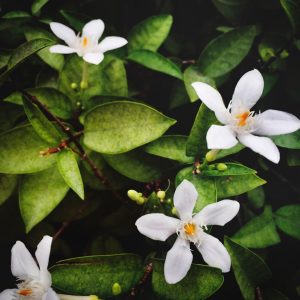 Crema al Ghassoul Fiori d'arancio 4 fleur d oranger 300x300 1