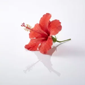 Hibiscus flower on white surface 202607181918